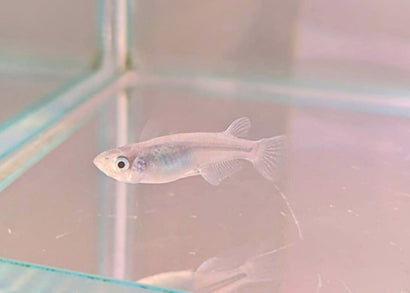 Coburg Aquarium Blue Medaka - Ao Miyuki in aquarium