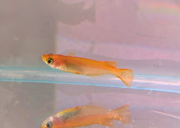 Coburg Aquarium Medaka Yokhini