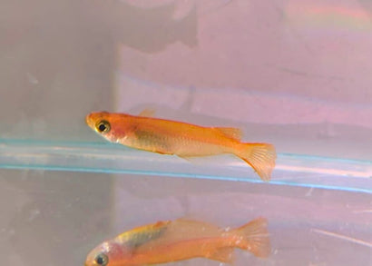 Coburg Aquarium Medaka Yokhini