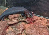 Blue Tongue Lizard - Melanistic (Black) Juv.