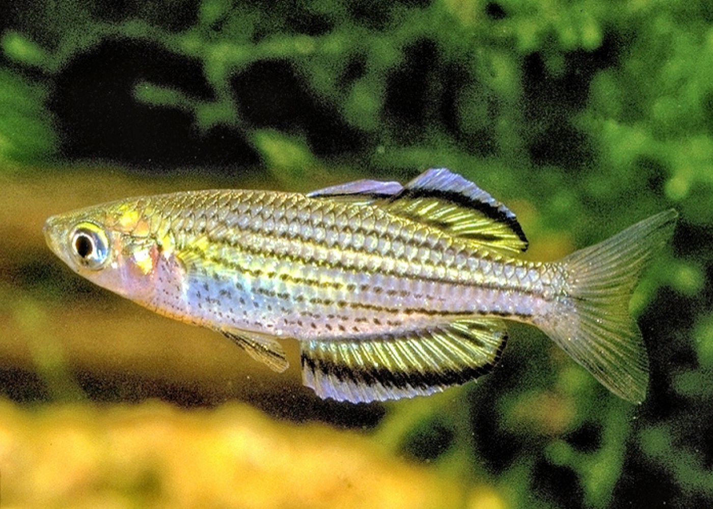 Sahula Fish Buy Live Fish | Sahul Rainbowfish Melanotaenia sahulensis Moa Island ...