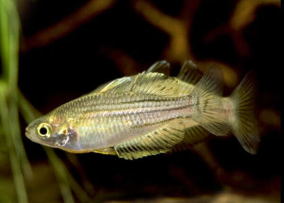 Little River Rainbow - M. wilsoni