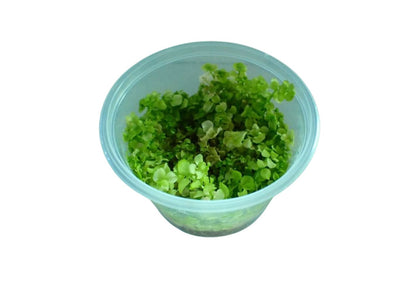 Micranthemum Monte Carlo Gold Tissue Culture