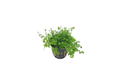 Micranthemum micranthemoides - Narrow Baby Tears - Potted