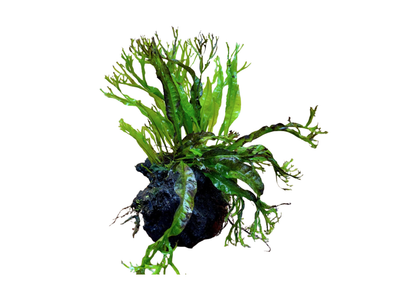 Microsorium Crested Driftwood Creation