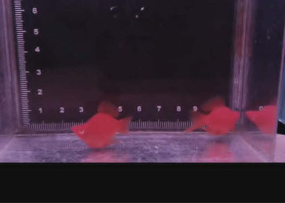 Molly - Shortbody Bloodred Firecracker Lowfin