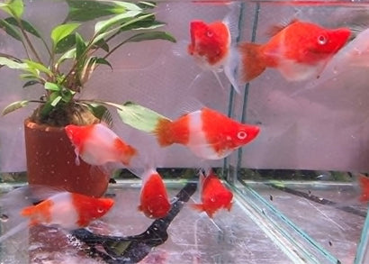 Molly Balloon - Kohaku Roundtail