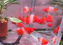 Molly Balloon - Kohaku Roundtail