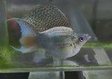 Molly - Platinum Green Sailfin Lyretail