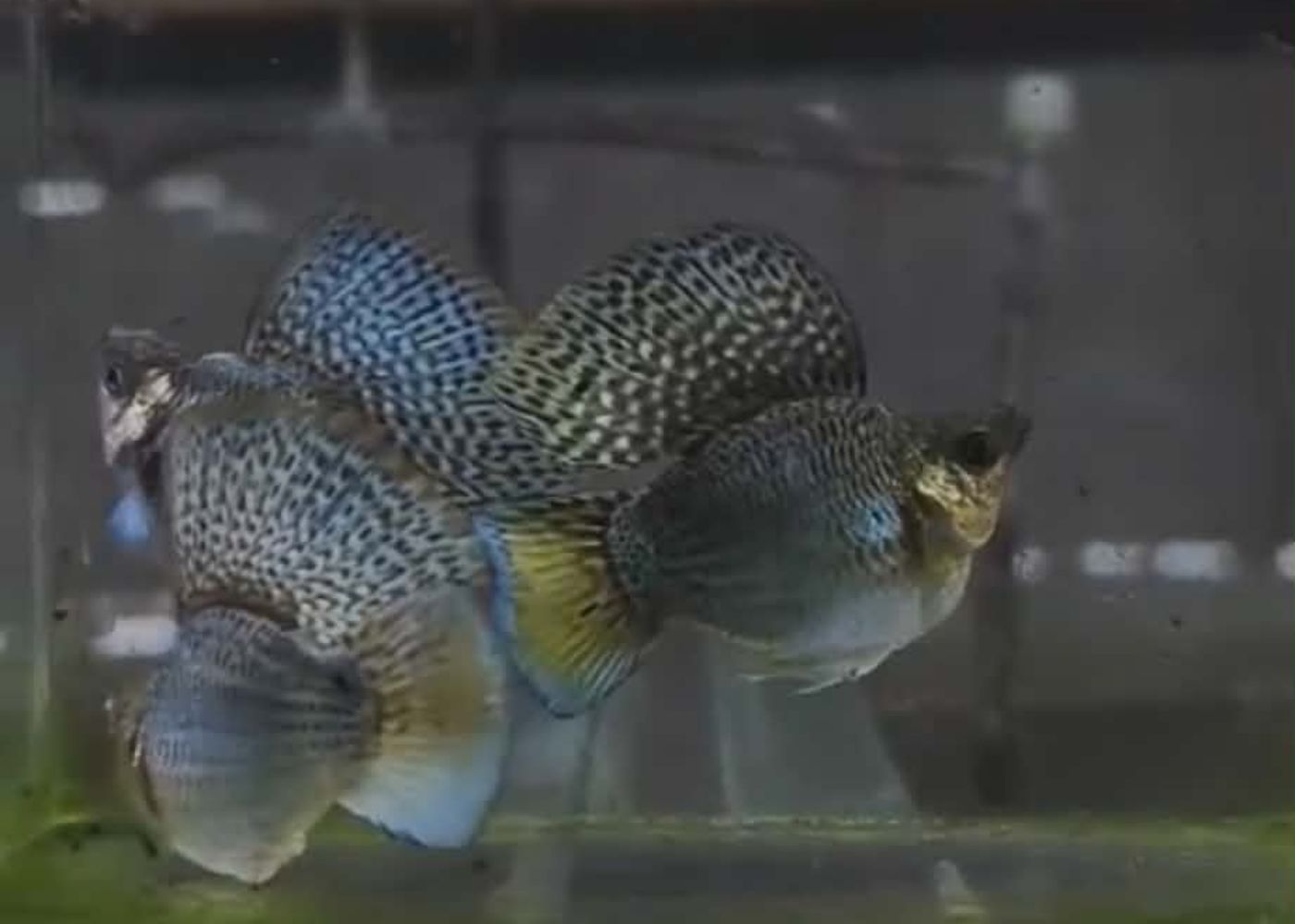 Molly - Platinum Green Sailfin Roundtail