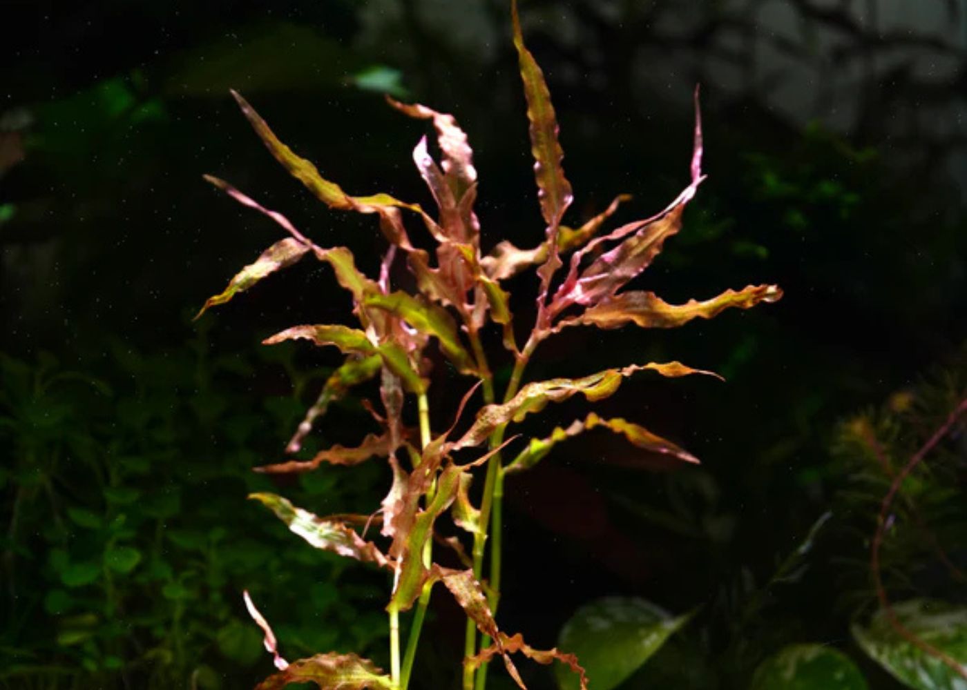 Murdannia engelsii