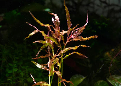 Murdannia engelsii