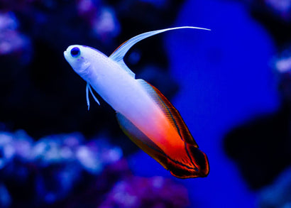 Goby - Fire magnifica