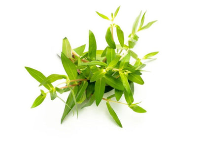 Nesea triflora - Potted