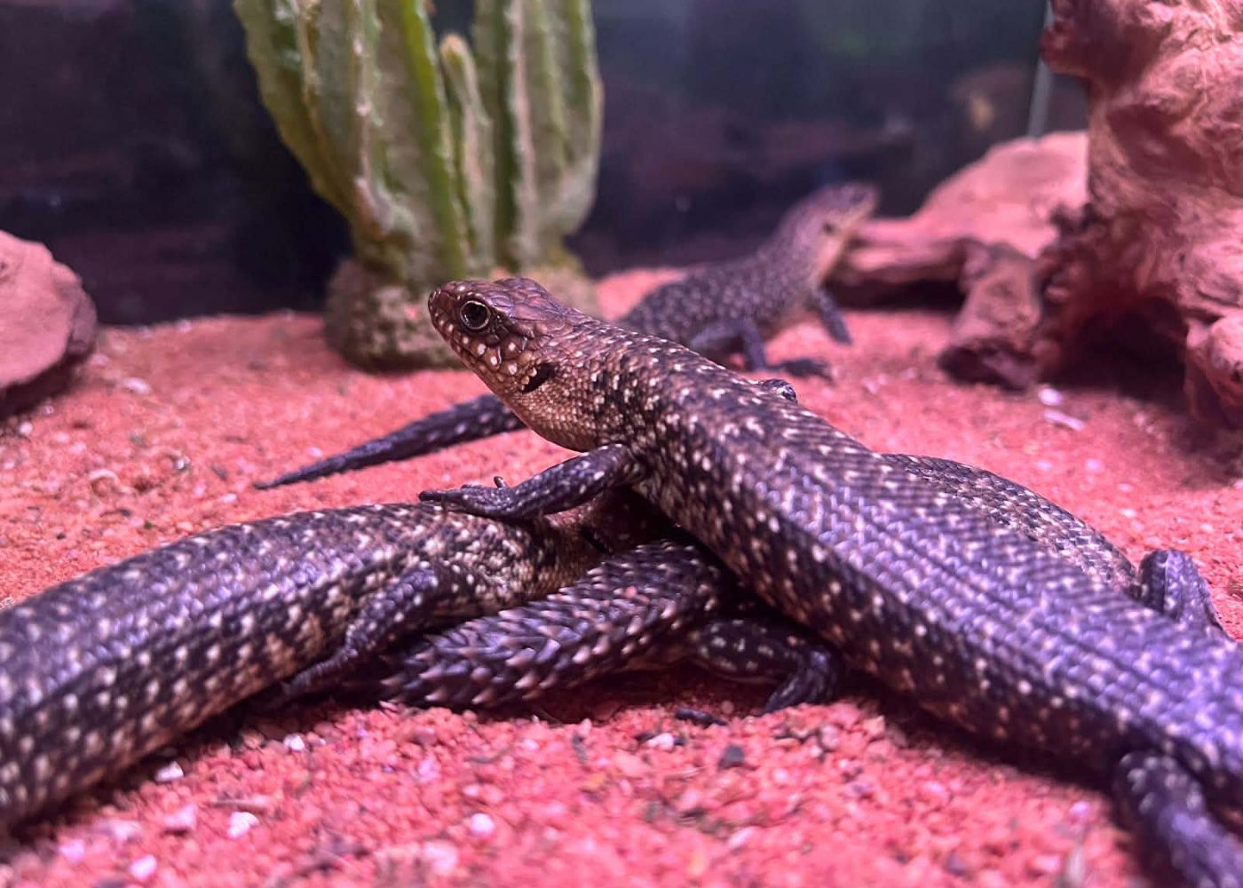 New England Cunningham Skink - Juv.