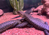 New England Cunningham Skink - Juv.