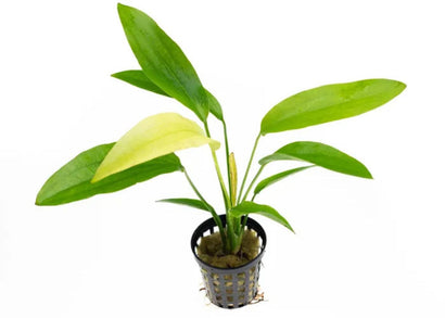 Echinodorus Ozelot Nile Queen in Mesh Pot