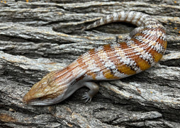 Kimberley - Northern Blue Tongue Lizard Juv.