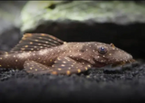 Bristlenose Catfish - Orange Spot