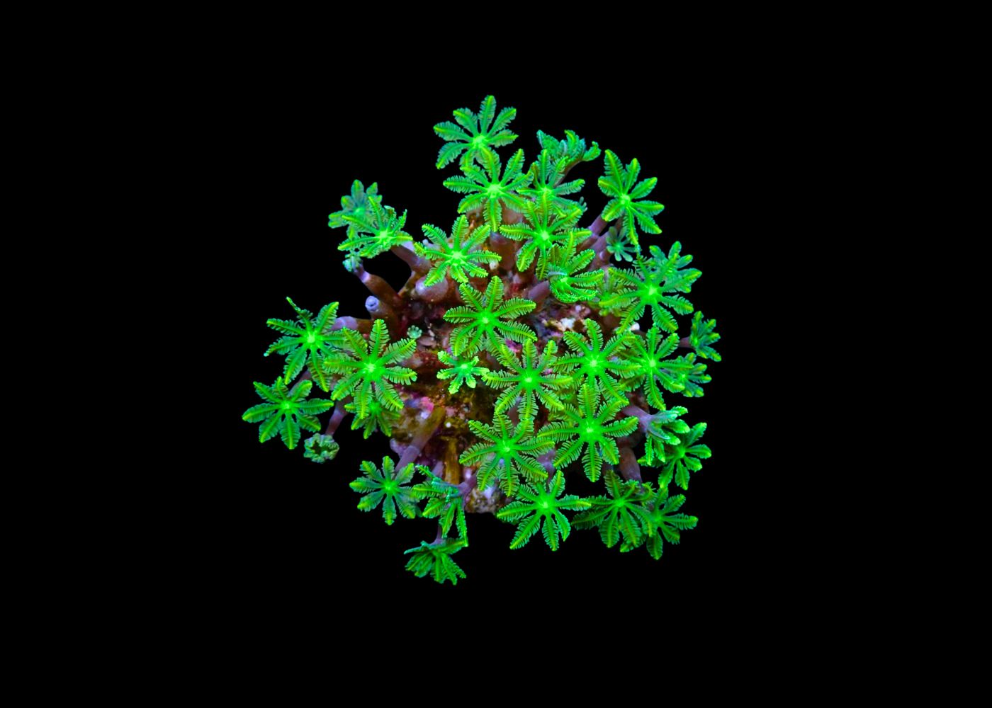 coral palm plant Buy Live Coral | Palm Tree Coral - Clavularia sp