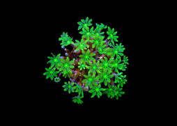 Palm Tree Coral - Clavularia sp. - Green Medium