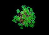 Palm Tree Coral - Clavularia sp. - Green Medium