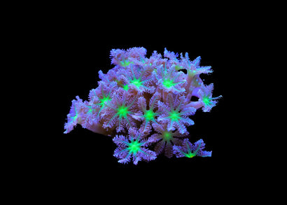 Palm Tree Coral - Clavularia sp. - Standard Medium