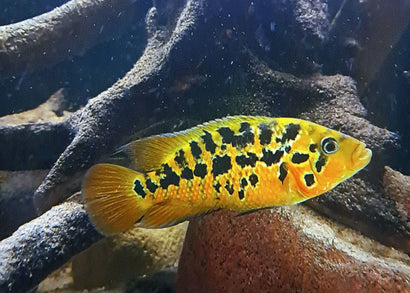 Red Tiger Mota - Parachromis motaguensis