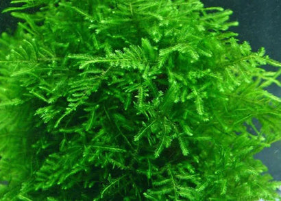 Close-up of green aquatic plants on a dark background