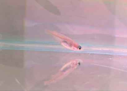 Coburg Aquarium | Pearl Medaka Shinju in fish tank