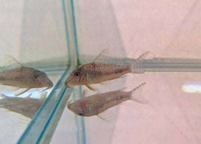 Coburg Aquarium | Corydoras Peruensis