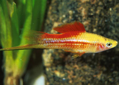 Swordtail - Pineapple Candy