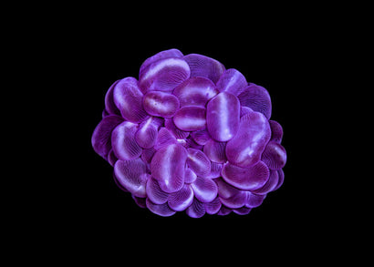 Bubble Coral - Plerogyra sinuosa - Pink Medium