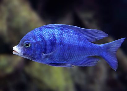Blue fish with a blurred natural background Buy Mdoka White Lips 