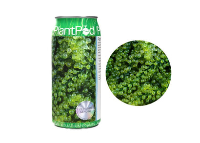 Aqua Natural Plant Pod Sea Grapes