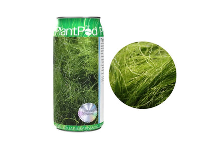 Aqua Natural Plant Pod Live Angel Hair Seaweed