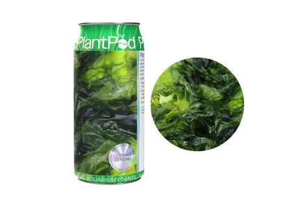 Aqua Natural Plant Pod Live Sheet Nori Seaweed