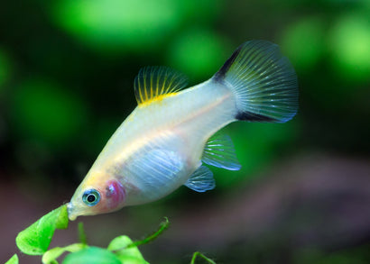 Platy Yellow Comet