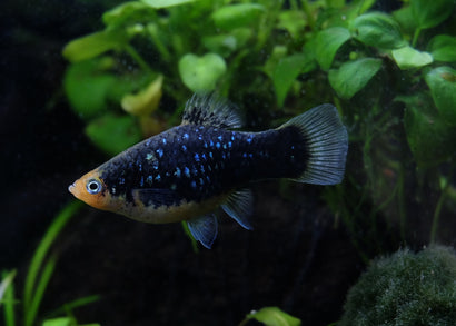 Platy Black