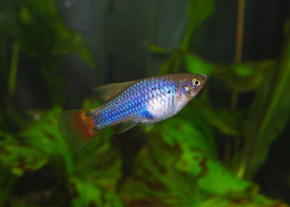 Platy Blue Redtail
