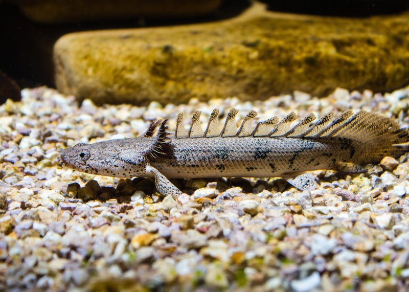 Shop Live Fish | Polypterus Delhezi - Barred Bichir – Coburg Aquarium