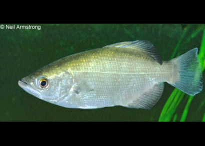 Torpedo shaped silver fish in a planted fish tank.