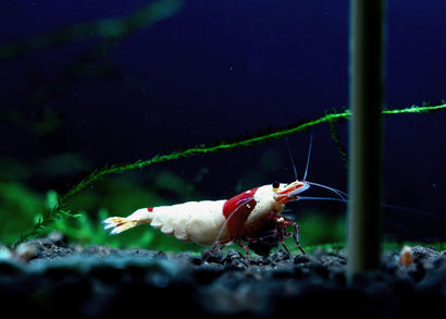 shrimp pure red line