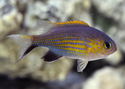 Chromis - Vanderbilts
