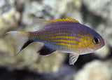 Chromis - Vanderbilts