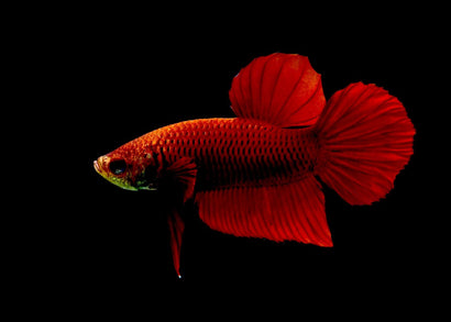 Bright red fancy betta fish halfmoon plakat on black background