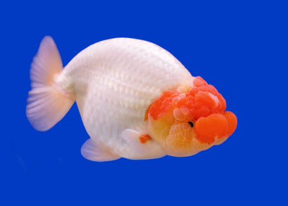 Ranchu - Red Head Fancy