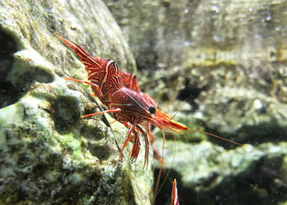 Red Hingebeak Shrimp - Marine