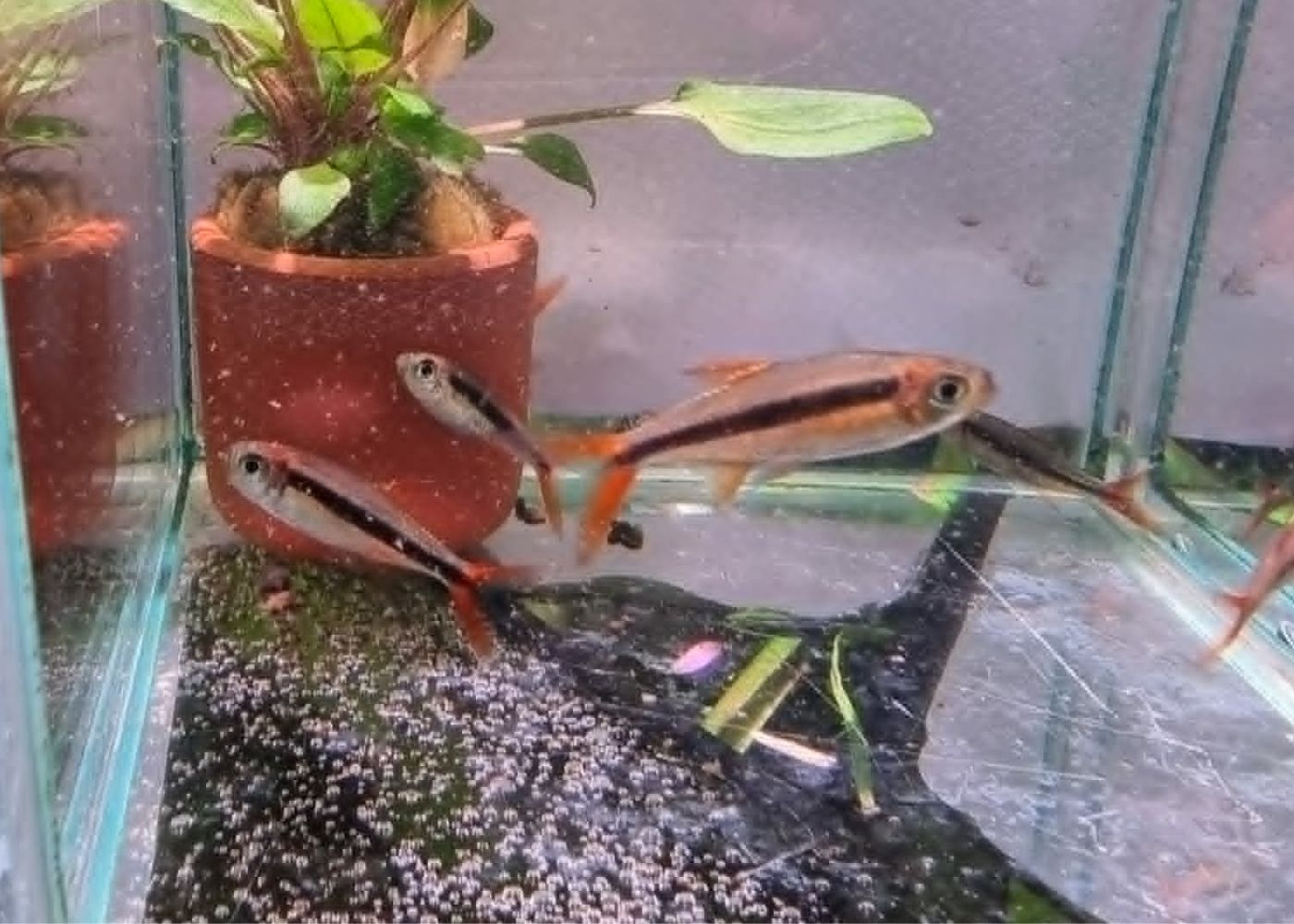 Red Tail Penguin Tetra (Green Fire)
