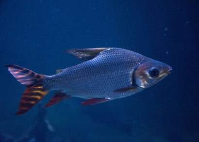 Red Flagtail fish swimming in blue aquarium